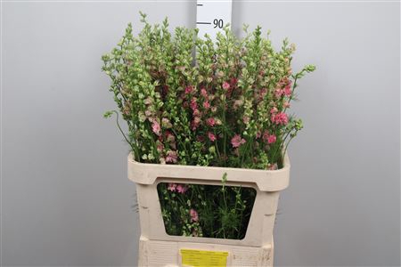 <h4>Delph Aj Ov Roze</h4>