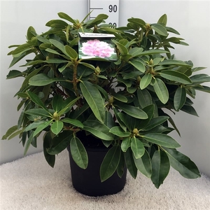 Rhodo. 'Onkel Dines' light pink