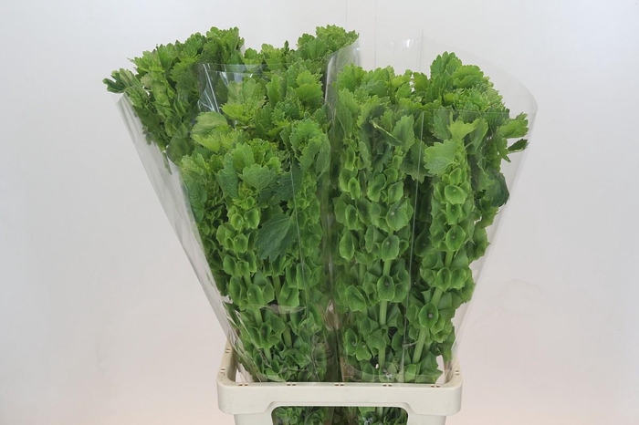 <h4>Moluccella Laevis</h4>