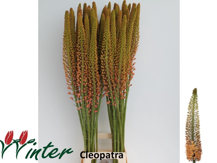 <h4>EREMURUS CLEOPATRA</h4>