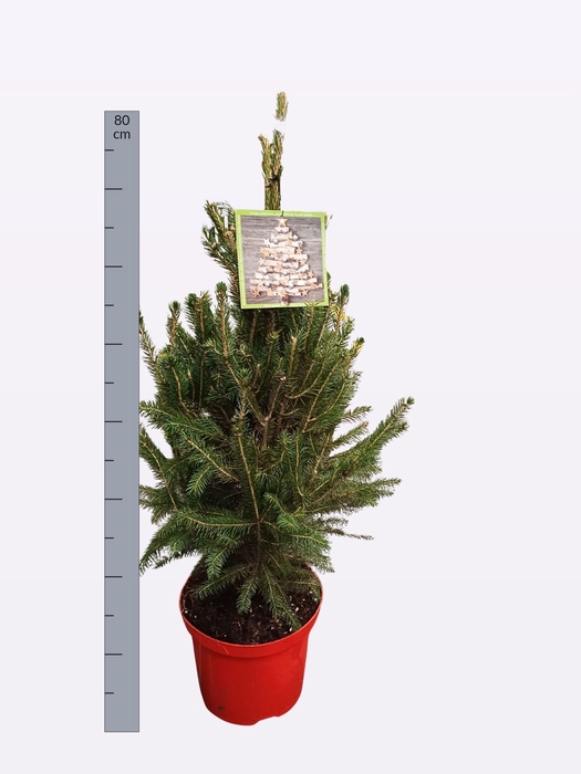 <h4>PICEA GL SUPER GREEN</h4>