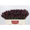 Leucadendron Saf Sunset Dark R.
