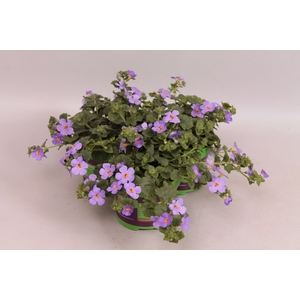 Bacopa Blue