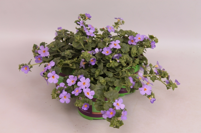 <h4>Bacopa Blue</h4>