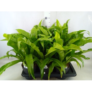 Asplenium antiquum