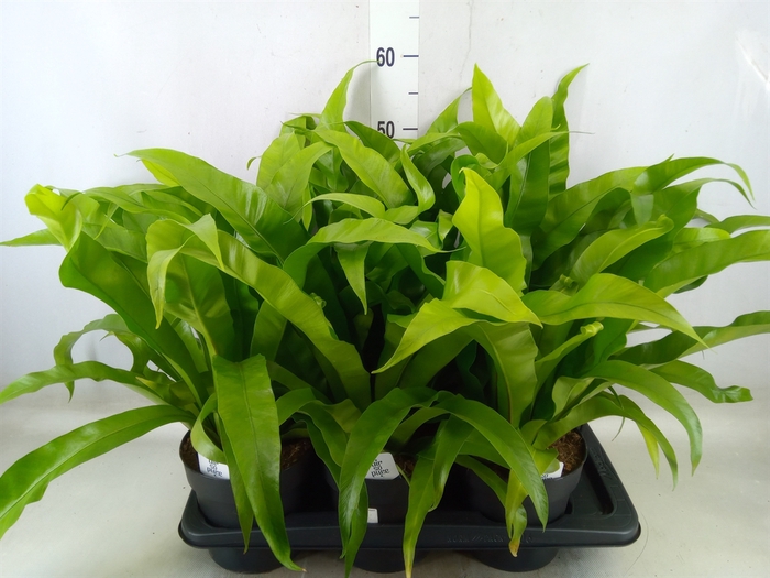 <h4>Asplenium antiquum</h4>