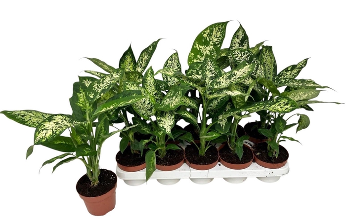 <h4>DIEFF COMPACTA</h4>