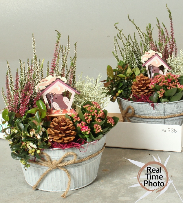 <h4>ARR TUINPLANTEN</h4>