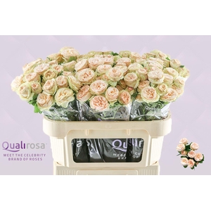 R Tr Gentle Trendsetter