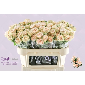 R Tr Gentle Trendsetter