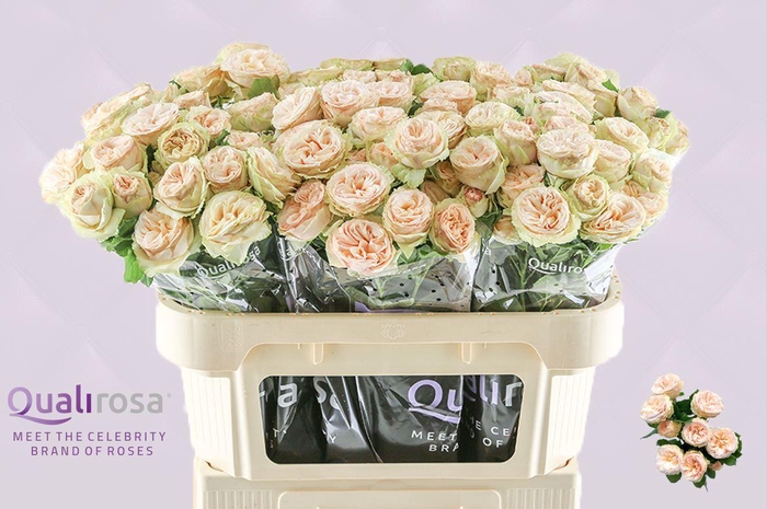 <h4>R Tr Gentle Trendsetter</h4>