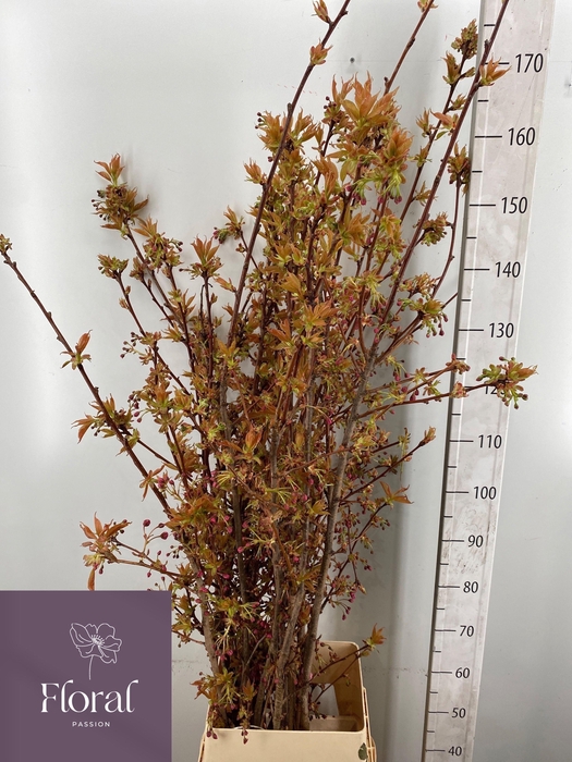 <h4>PRUNUS SERRULATA</h4>