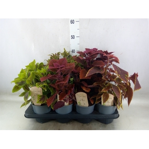 Plectranthus col.   ...mix