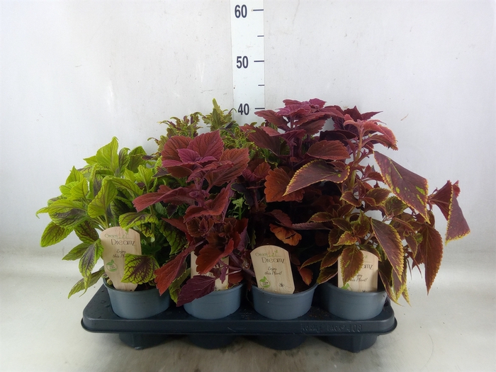 <h4>Plectranthus col.   ...mix</h4>