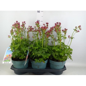 Astrantia major 'Roma'