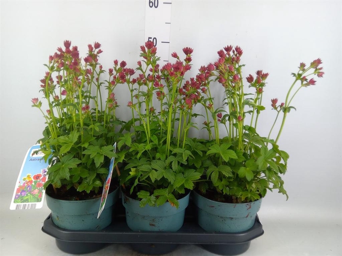 <h4>Astrantia major 'Roma'</h4>