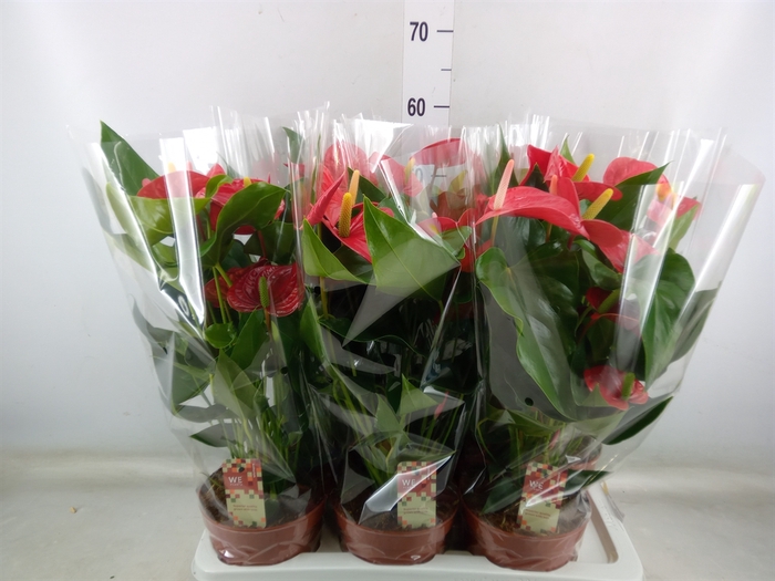 <h4>Anthurium andr. 'Felicita'</h4>