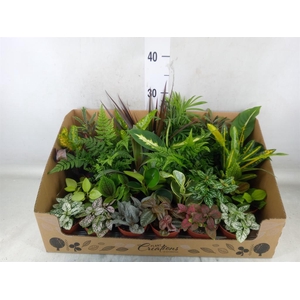 Planten Groen   ...mix 24