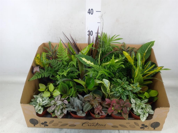 <h4>Planten Groen   ...mix 24</h4>