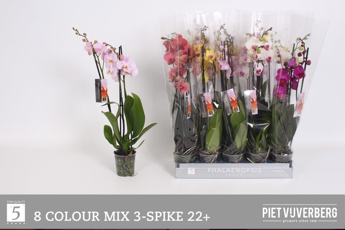 <h4>PHAL GEM 8 KL</h4>