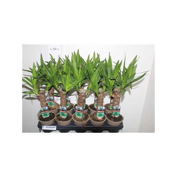 <h4>Yucca 20cm 2+</h4>