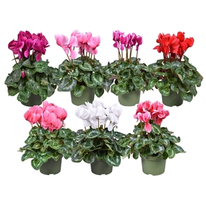 Cyclamen grootbl. gemengd