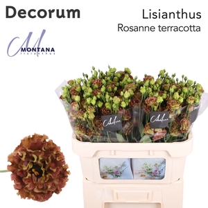 Lisianthus Rosanne terracotta 70cm