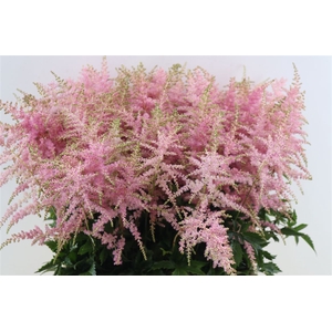 Astilbe Ar Bressingham