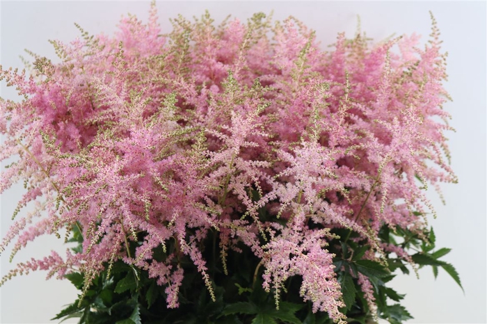 Astilbe Ar Bressingham