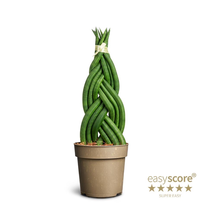 <h4>SANSEVIERIA CYLINDRICA P11 BRAID</h4>