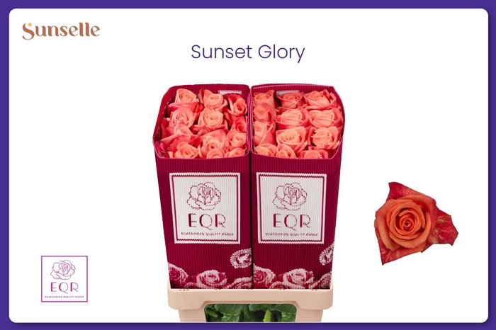 <h4>R GR SUNSET GLORY</h4>