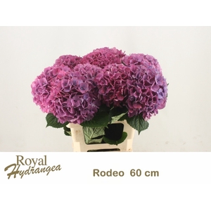HYDR M CH RODEO RD