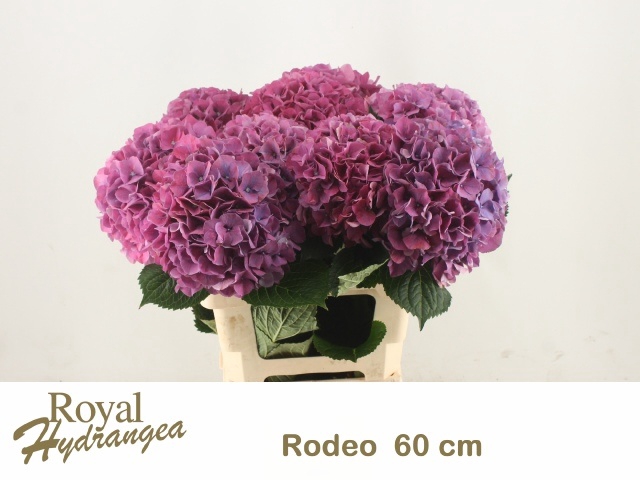 <h4>HYDR M CH RODEO RD</h4>