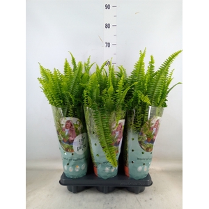 Nephrolepis exal. 'Green Lady'