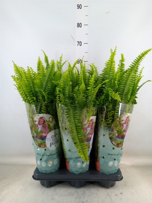 <h4>Nephrolepis exal. 'Green Lady'</h4>