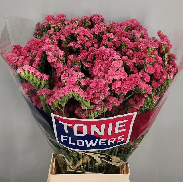 <h4>Lim S Amazon Birds</h4>