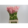 Zantedeschia Eydolls Pink