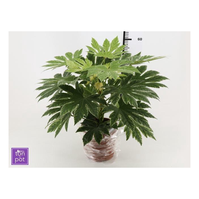 <h4>FATSIA VARIEGATA</h4>