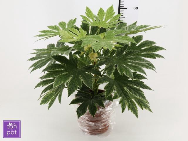 FATSIA VARIEGATA