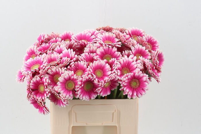 <h4>Ge Mi Lauda</h4>