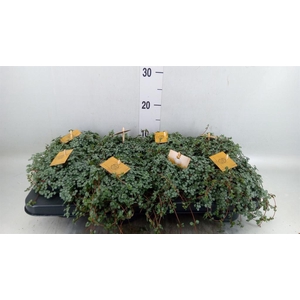 Pilea glaucophylla 'Greyzy'