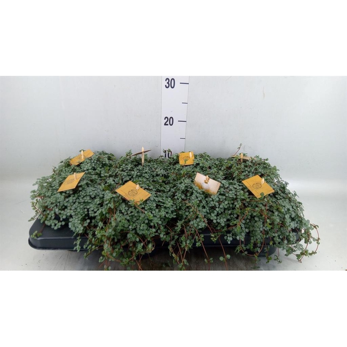 <h4>Pilea glaucophylla 'Greyzy'</h4>
