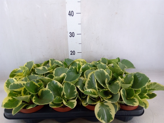 <h4>Peperomia obt. 'Variegata'</h4>
