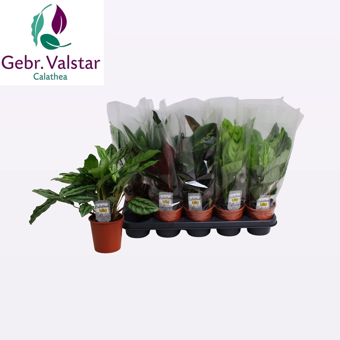 <h4>CALAT GEM 4 SRT</h4>