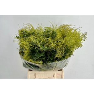 Acacia Turner Green 200gr