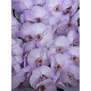 Phal Coloured Violet