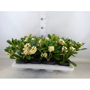 Skimmia jap. 'OBerries White'