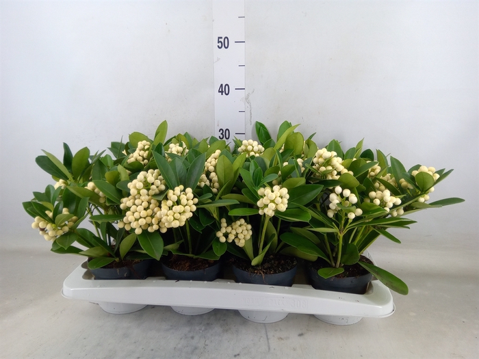 <h4>Skimmia jap. 'OBerries White'</h4>