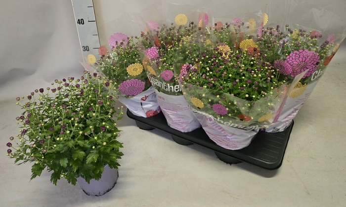 <h4>CHRYS GARDEN MUMS GM</h4>
