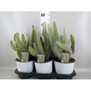 Opuntia
